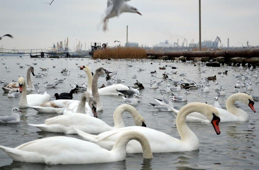 Swans flocked to Sukhoi Liman near Odessa to winter
