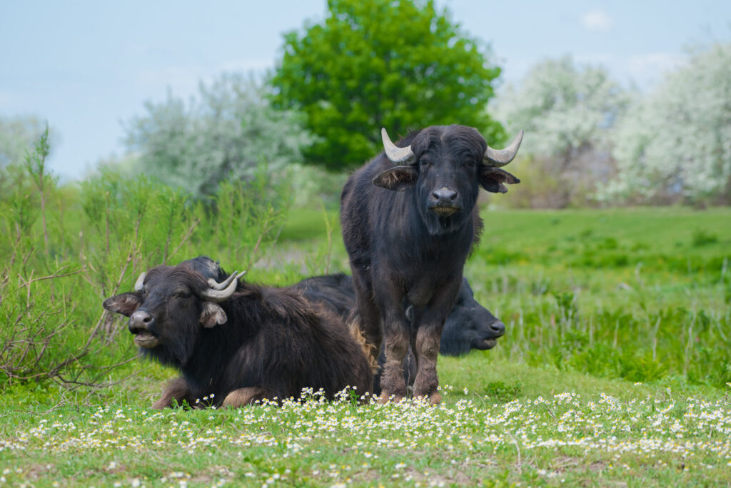 6 water buffalo have found a new home on Ermakiv Island