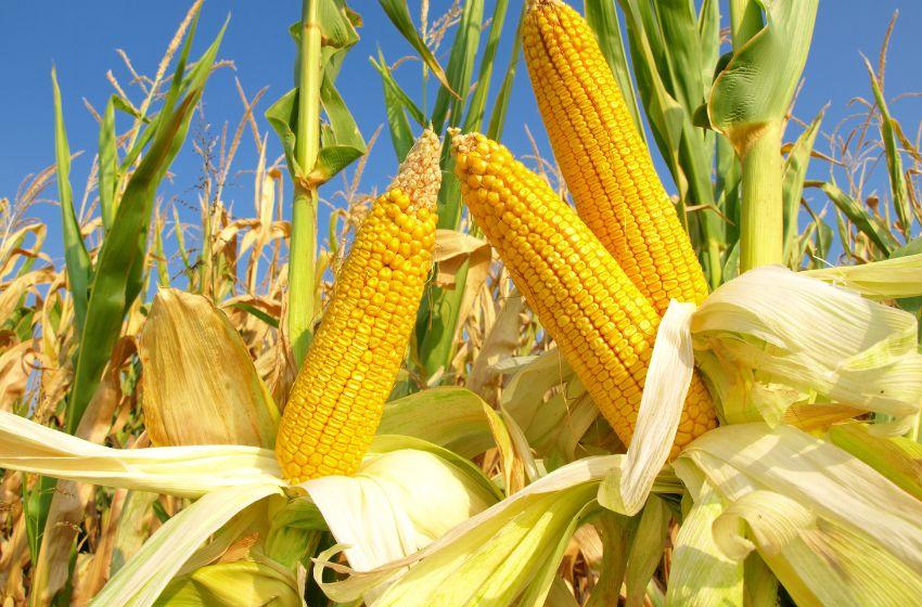 EU needs to import 13 mln/tons of corn from Ukraine, due to the lowest harvest in Europe