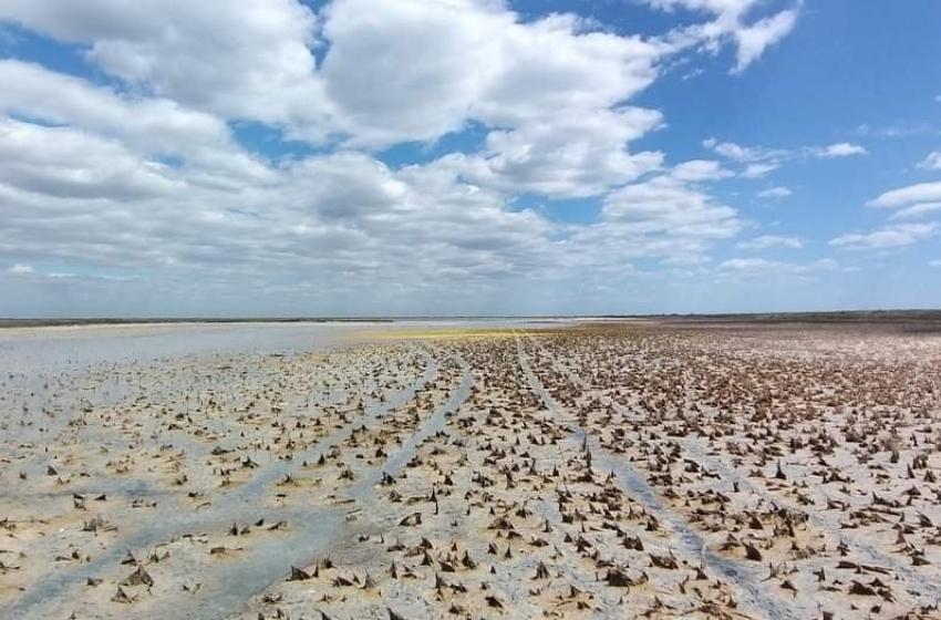 Unique lakes dried up in Odessa region