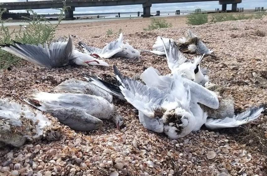 Birds die en masse in the nature reserve in the Odessa region