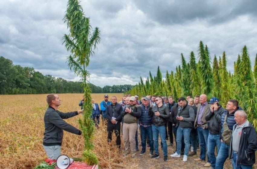 Academy of Agrarian Sciences of Ukraine presented a new variety of hemp, which can also be used for military needs