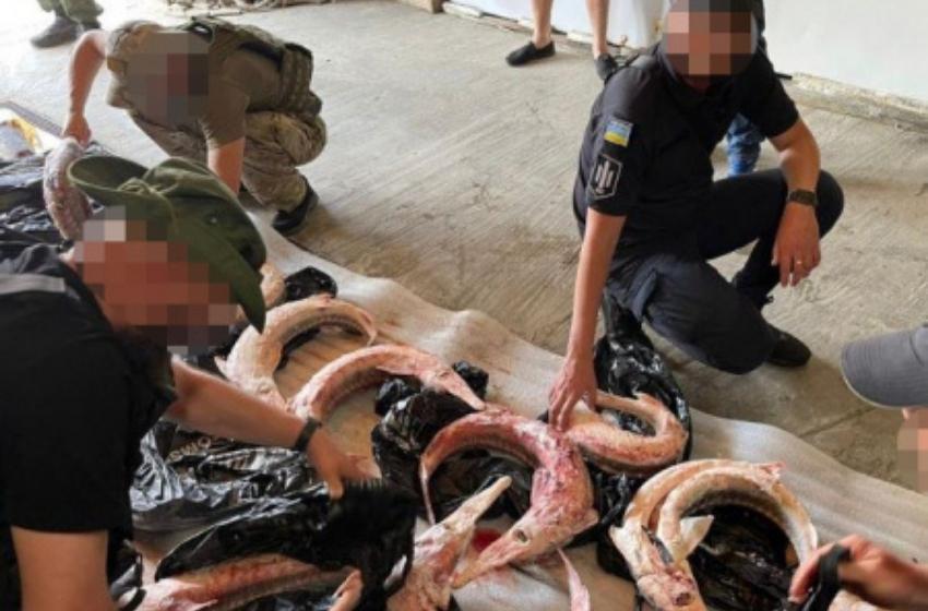 The SBI has exposed a large-scale scheme of illegal fishing of sturgeon and starry sturgeon in the Odessa region