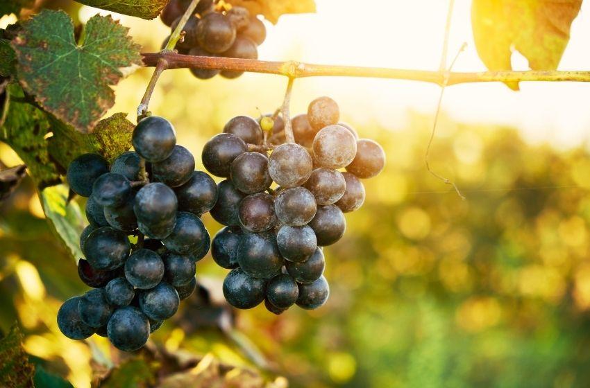 Ukraine returns to the International Organization of Viticulture and Winemaking