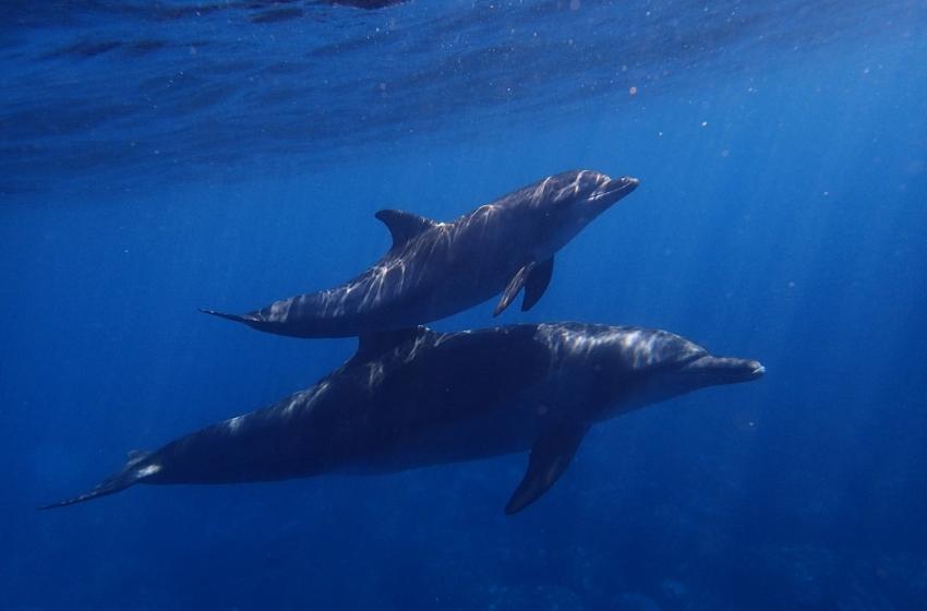 Invaders killed more than 120 dolphins with their sonar in the Odessa region