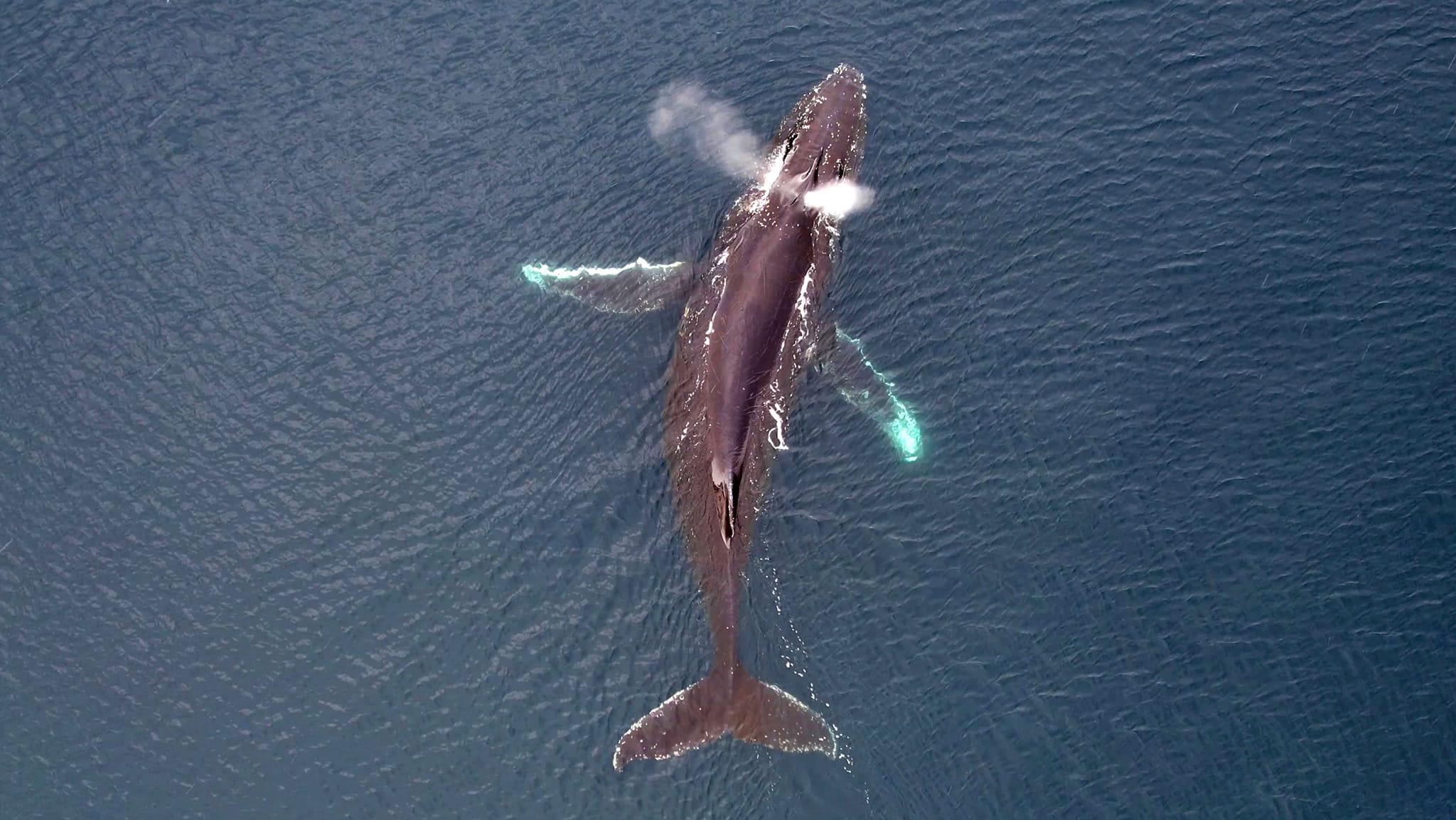 Scientists of the Vernadsky Research Base use drones to study whales (photo)