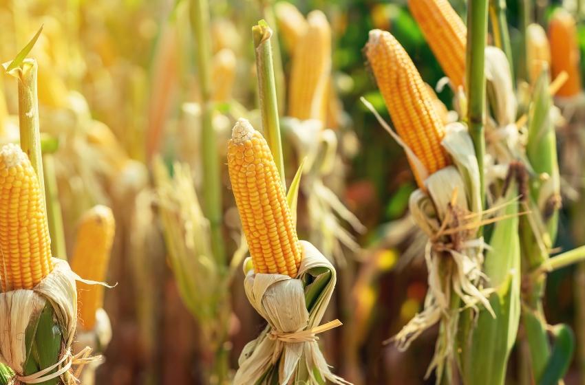 Export of Ukrainian corn exceeded 22 million tons