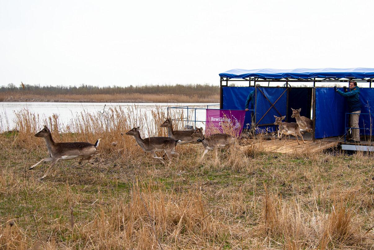 European wildlife comeback fund grant enables deer releases in the Ukrainian Danube Delta