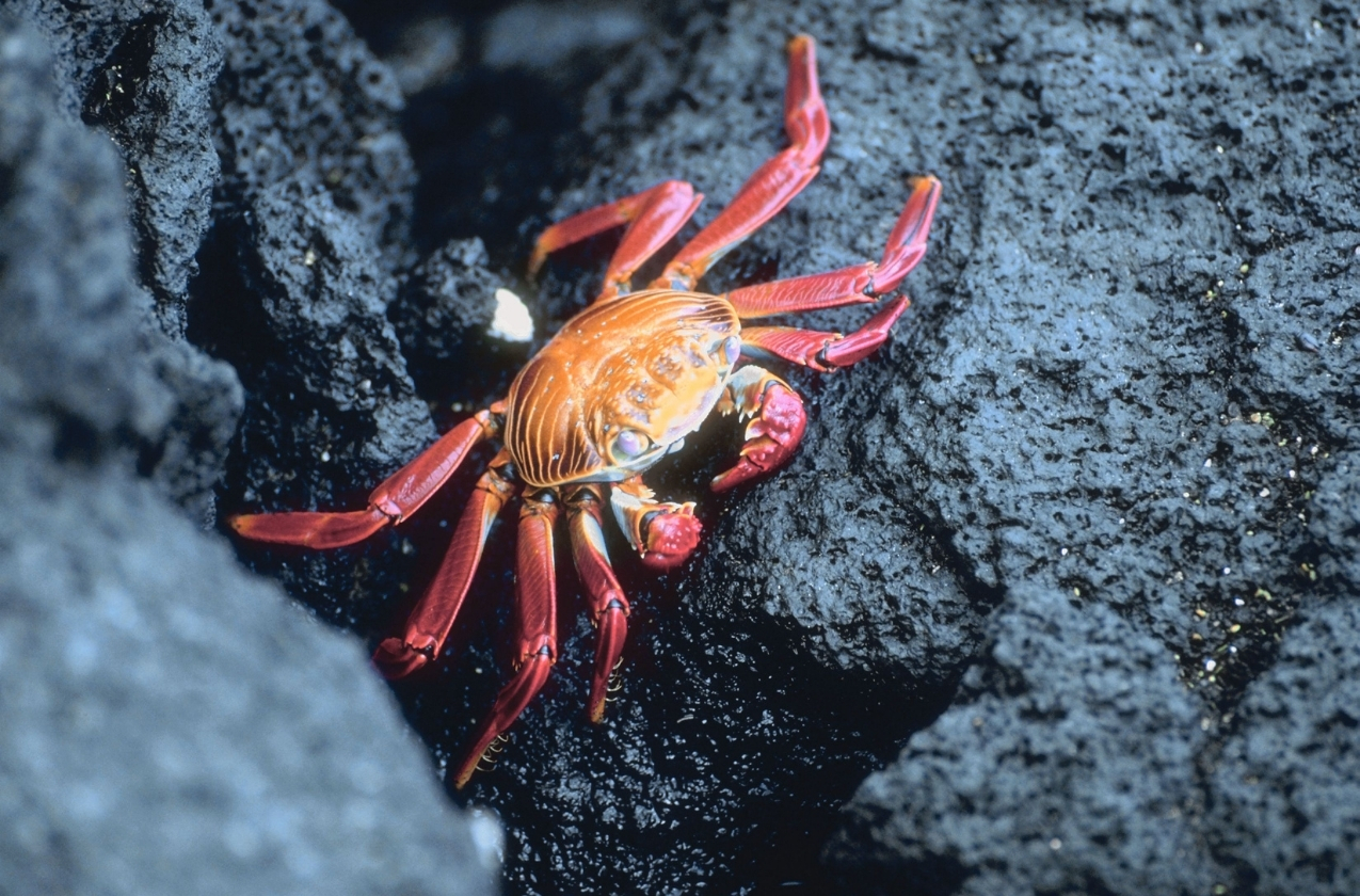 Secrets of the Black Sea: What crab species live in the Black Sea?