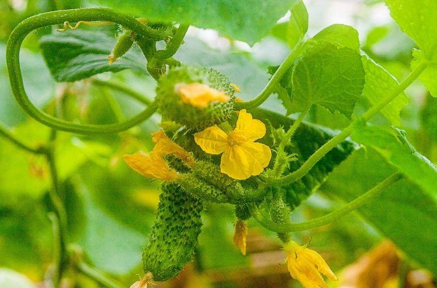 Cucumbers and tomatoes by the Odessa Port Plant