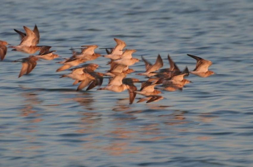 Tens of thousands of birds gathered on estuaries in the Odessa region