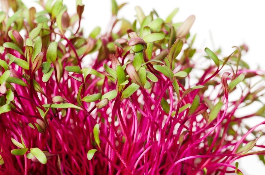 "Green Chef" super microgreen