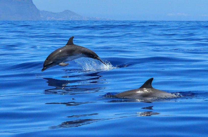 How many dolphins live in the Black Sea? Results of the research