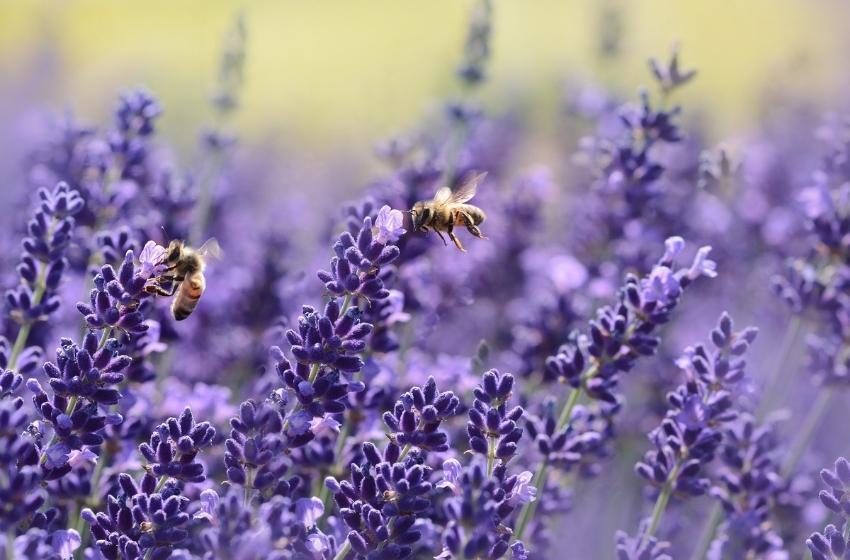 A Honey park will be created in Odessa region