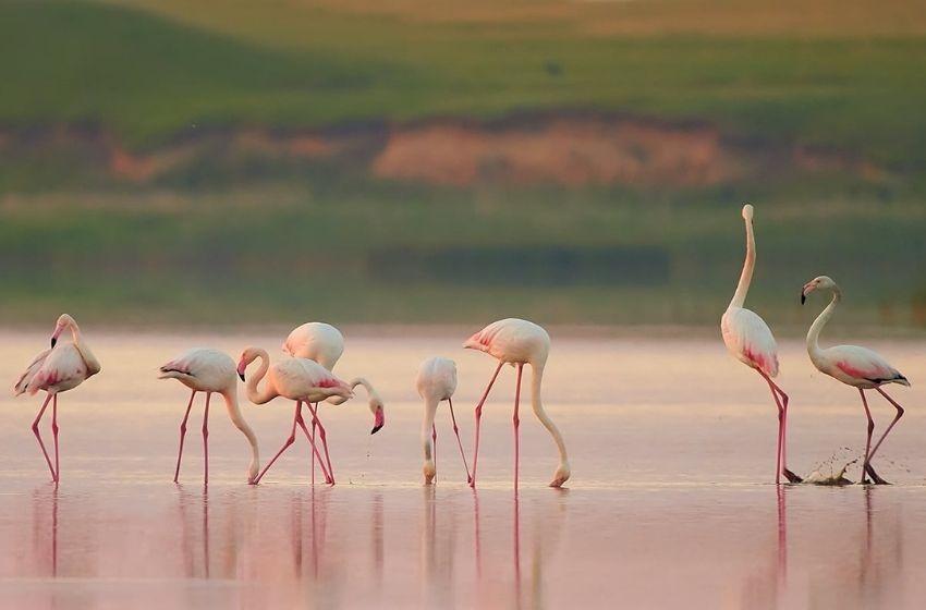The largest flock of pink flamingos ever flown over the Odessa region