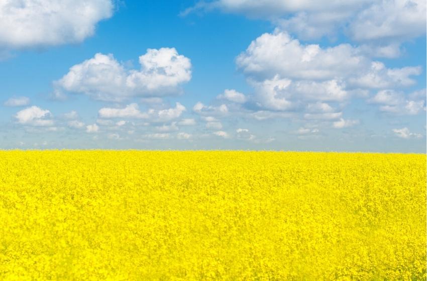 EBA: What exactly do you need to know about the opening of the land market in Ukraine?