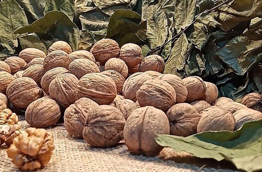The first Ukrainian-French conference of walnut growers in Izmail (Odessa region)