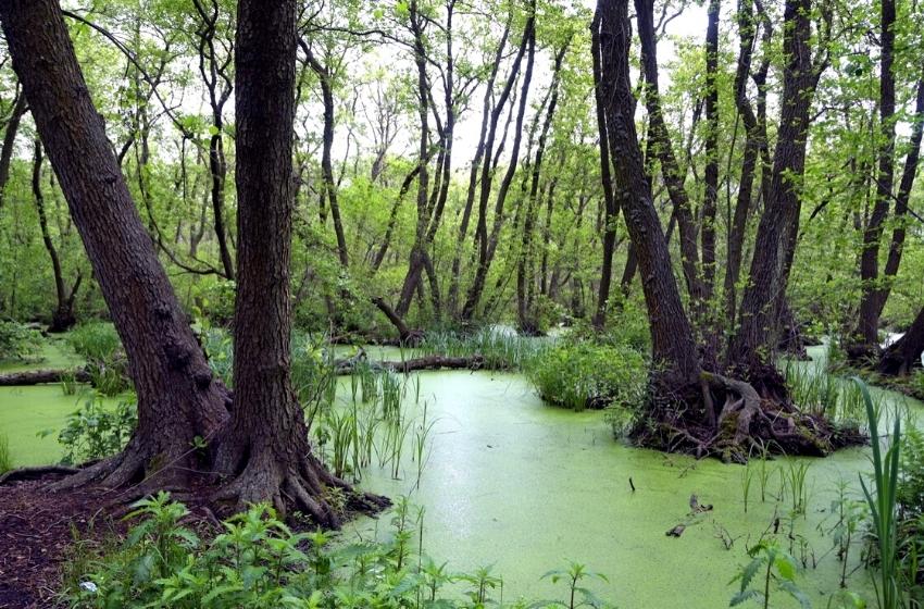 The Ukrainian jungles: Volyzhin forest