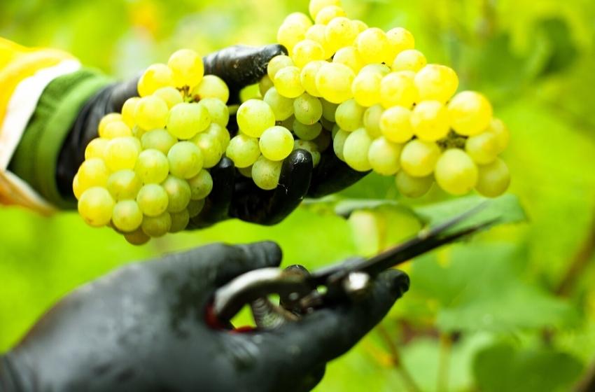 Wineries of Ukraine: East