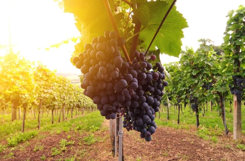 Wineries of Ukraine: Transcarpathia