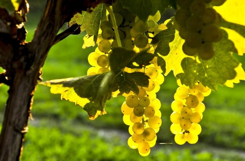 Wineries of Ukraine: Black Sea coast. Part 2