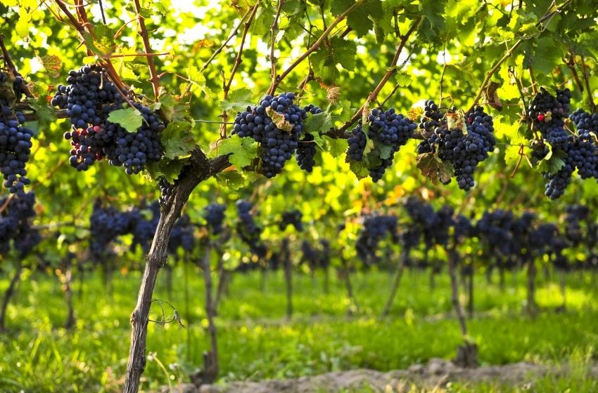 Wineries of Ukraine: Bessarabia. Part 2