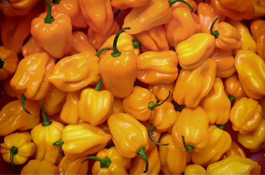 Just Local: Bell Peppers