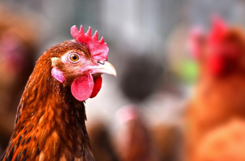 Ukraine among the top-10 world exporters of poultry