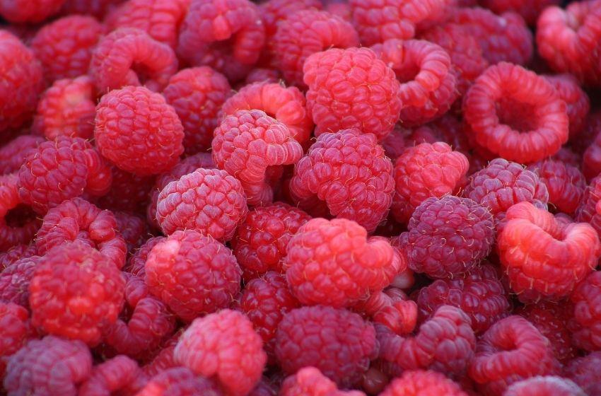 Ukraine exports containers of raspberries to USA and Canada