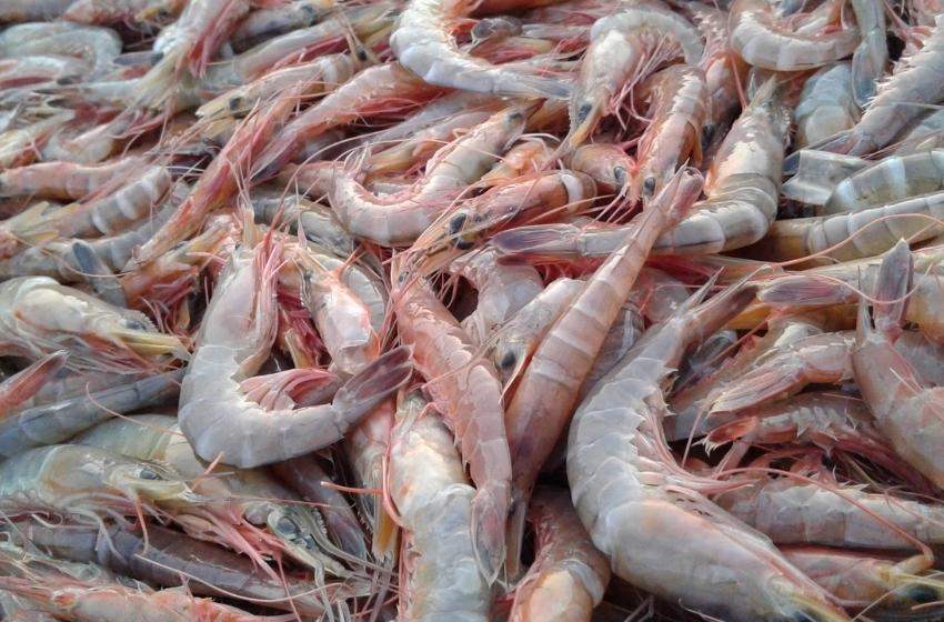 The largest aquafarm on cultivation of shrimps was opened in the Nikolayev region