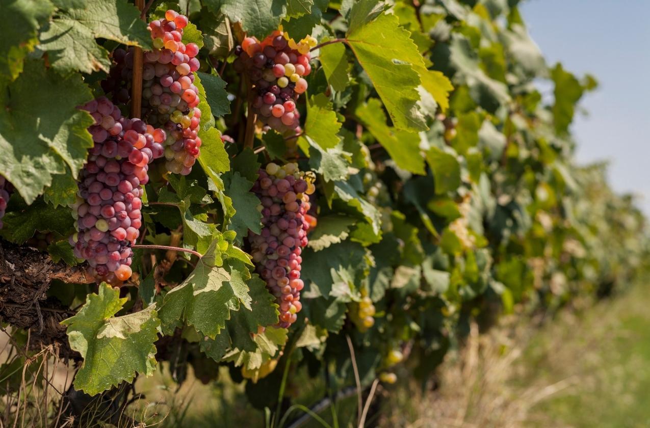 The President signed a law to promote the development of viticulture and horticulture in Ukraine