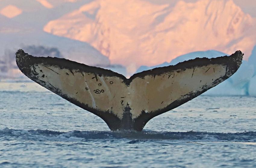 Ukrainian researchers have enriched the international whale registry with unique photos of humpback whales