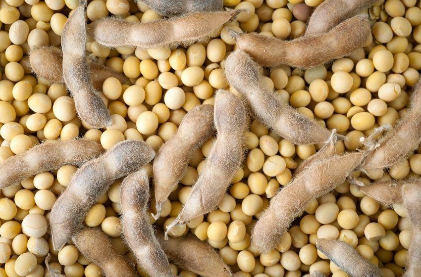 Soybean land in Ukraine will grow to approx. 2 million hectares
