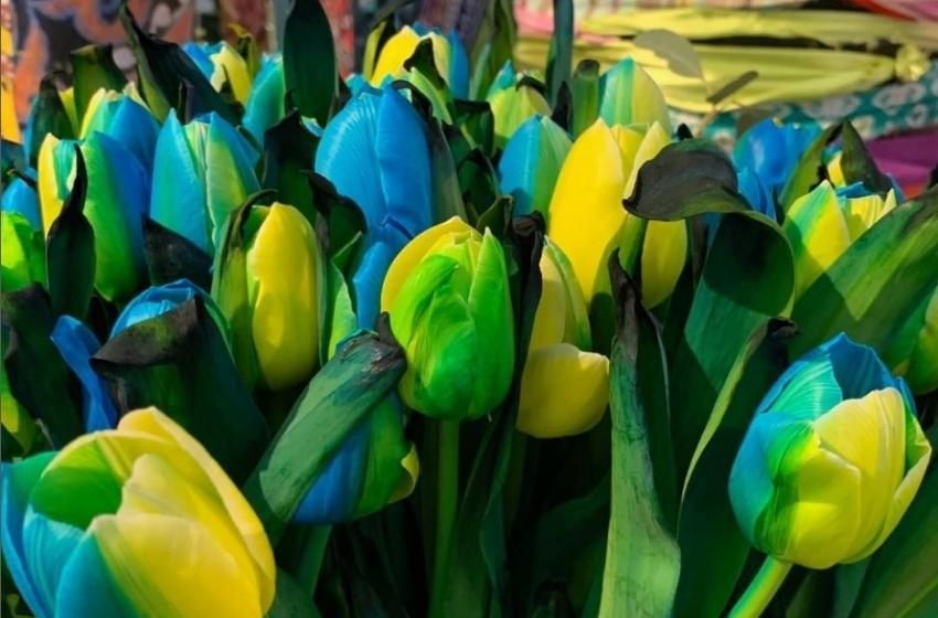 A new variety of tulips with yellow and blue petals has been introduced in the Netherlands
