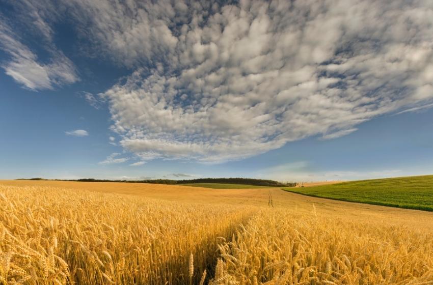 KSE Agrocenter: The indirect war losses in Ukraine's agriculture estimated at $23.3 billion