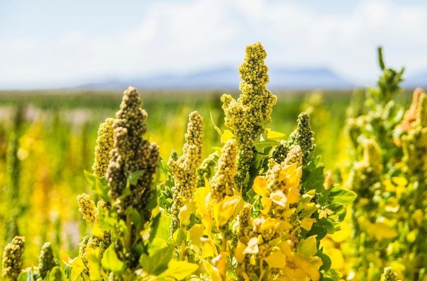 First domestic variety of quinoa registered in Ukraine