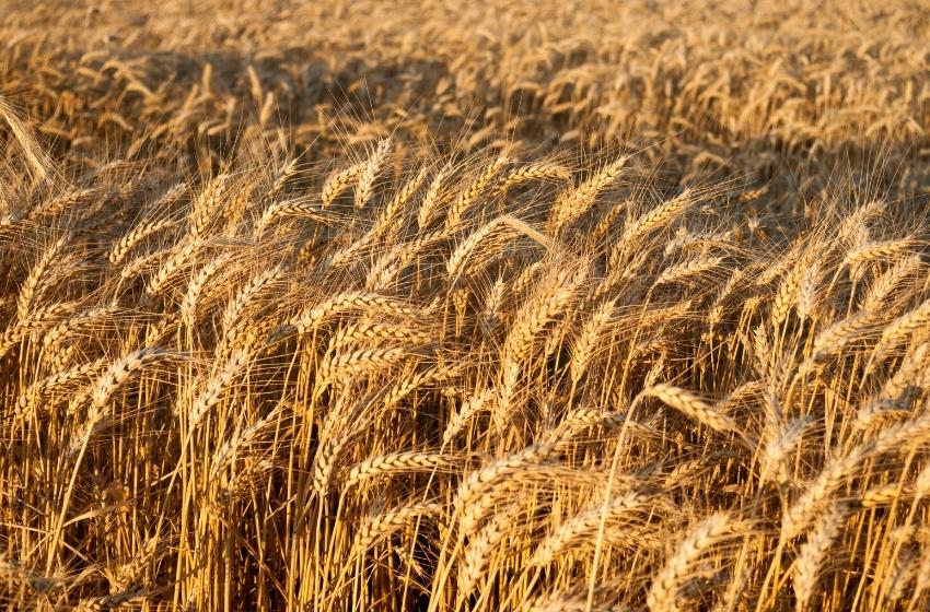 The occupiers continue to steal Ukrainian grain