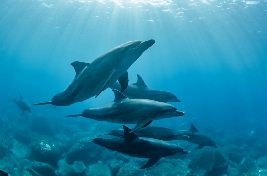 Since the beginning of the war, about 5 thousand dolphins have died in the Black Sea