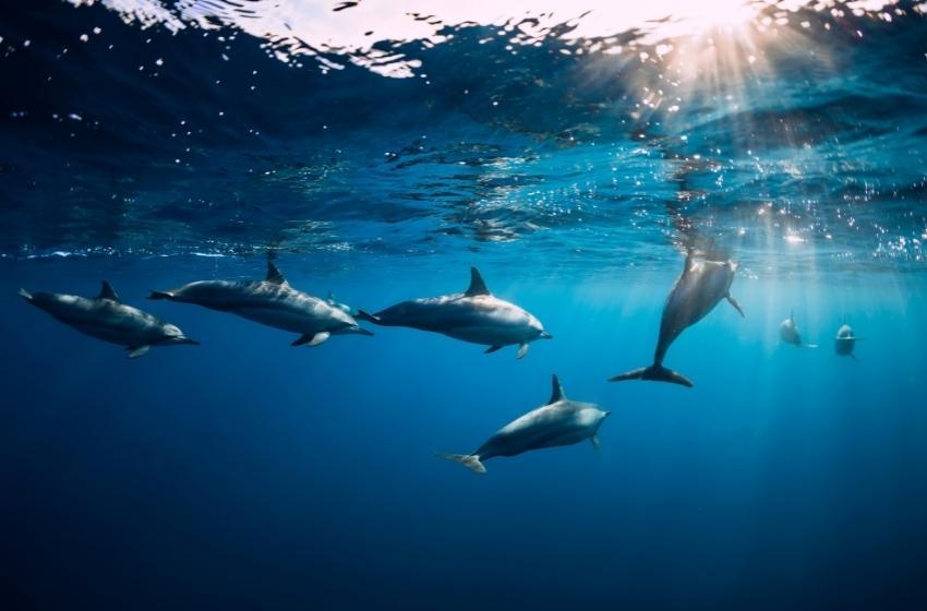 In the Odessa region, a plan to create a center for the rehabilitation of dolphins who are suffering due to the war