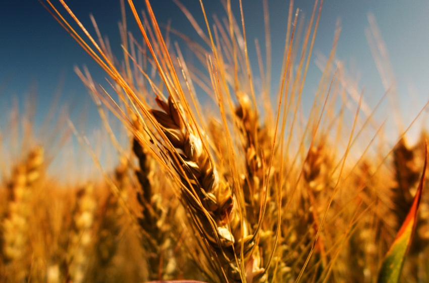 Latvia allocated an additional €50,000 for "Grain from Ukraine"