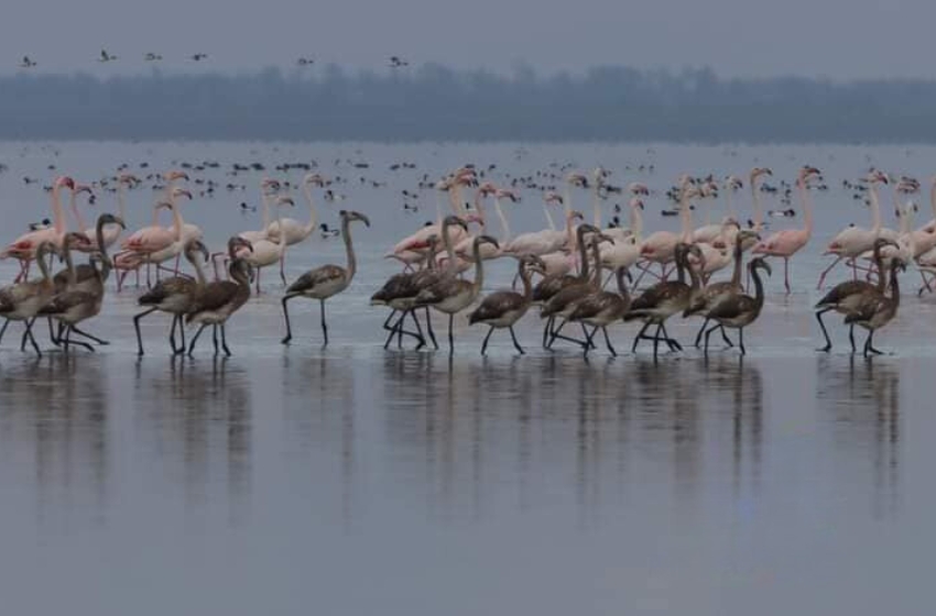 The pink beauty of the Tuzly Estuaries: flamingos flourish in the protected zone of the national park despite the challenging weather