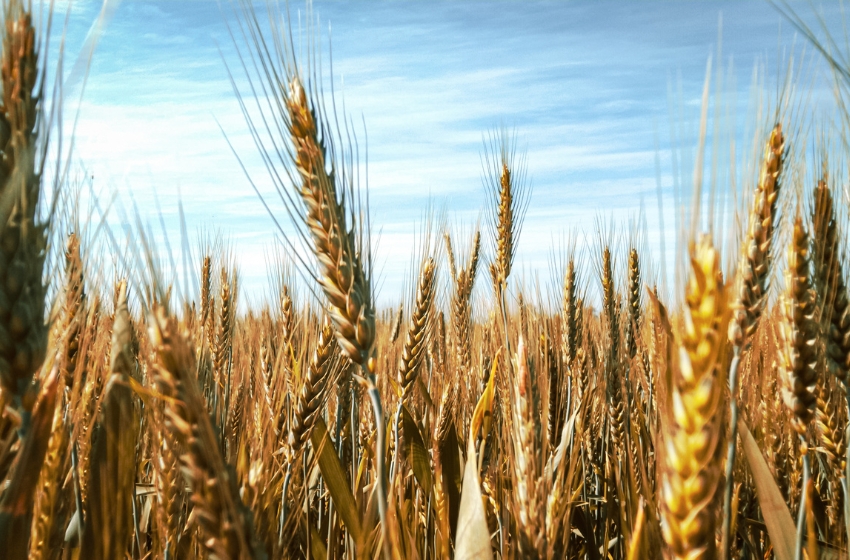 Ukraine has harvested almost 78 million tonnes of new crops as of 8 December