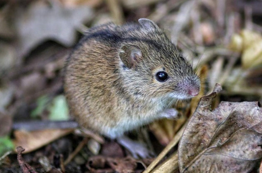 Defence Intelligence: On the Kupyansk front line, the 'rat fever' is rapidly decimating Russian soldiers