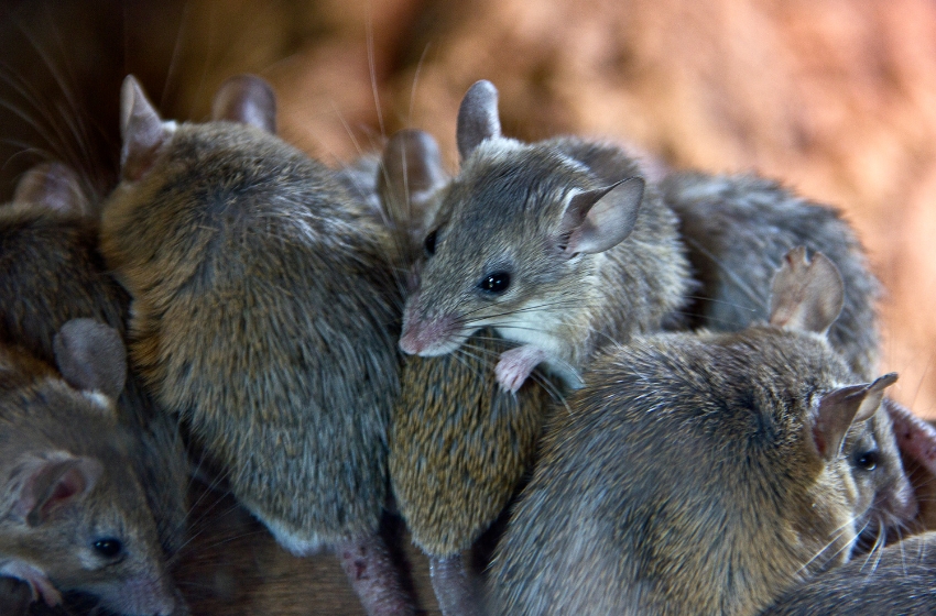 British intelligence: Both Ukrainian and Russian troops have highly likely suffered from exceptional levels of rat and mice infestation