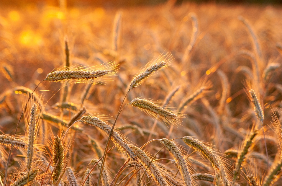 Spain is the leader in purchasing Ukrainian grain