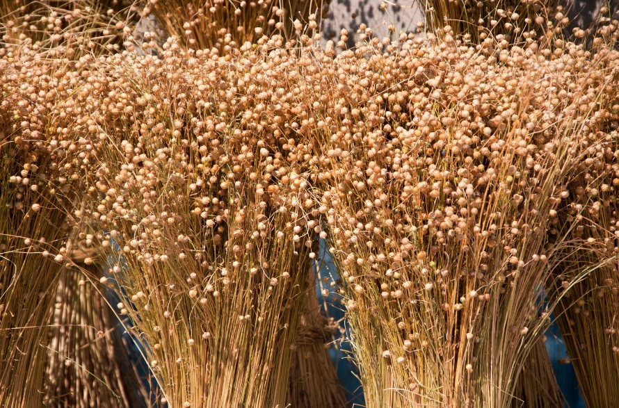 The Ukrainian collection of legume crop seeds faces the threat of destruction