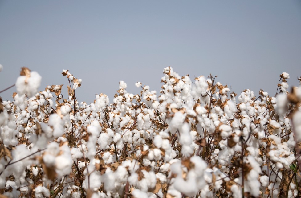 Climate change has made southern Ukraine a favorable region for cotton cultivation
