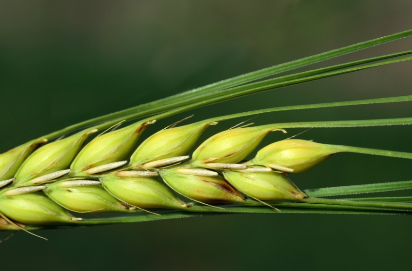 Up to 40% of Ukrainian barley exports will head to China