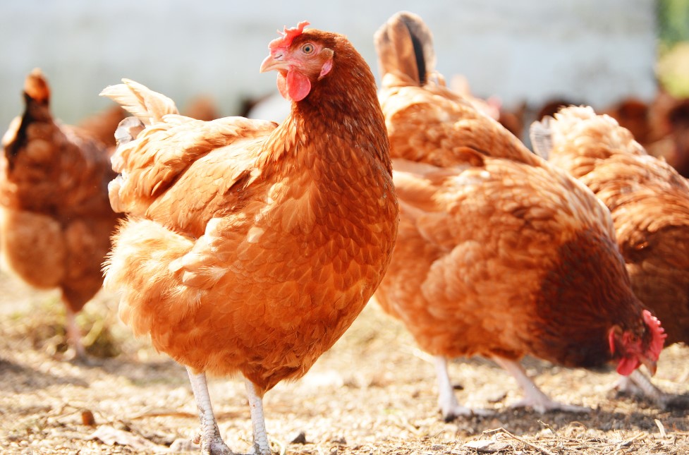 Bosnia and Herzegovina has opened its market for Ukrainian producers of mechanically deboned poultry meat