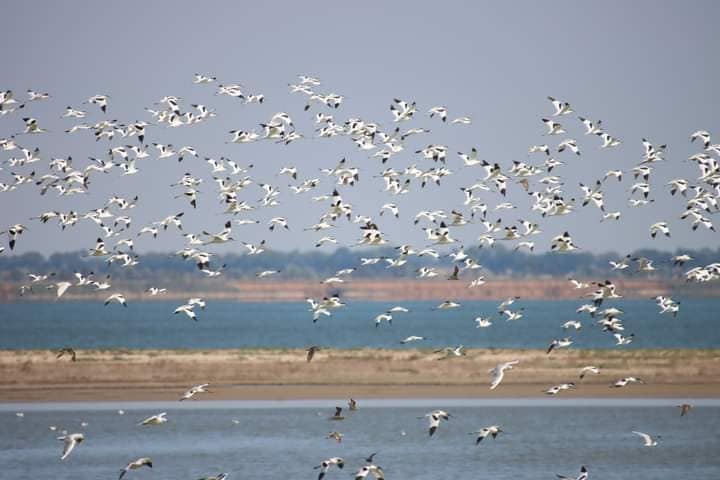 Thousands of African birds have settled in the Tuzly Estuaries of the Odessa region